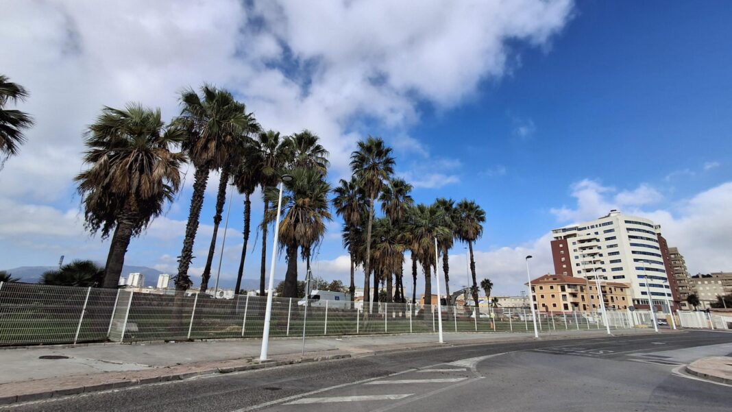 Algeciras inicia el trasplante de 12 palmeras por las obras del Acceso Sur al puerto